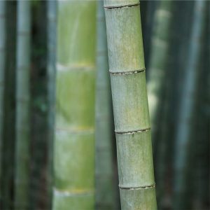 Several bamboo stalk plants displayed together.